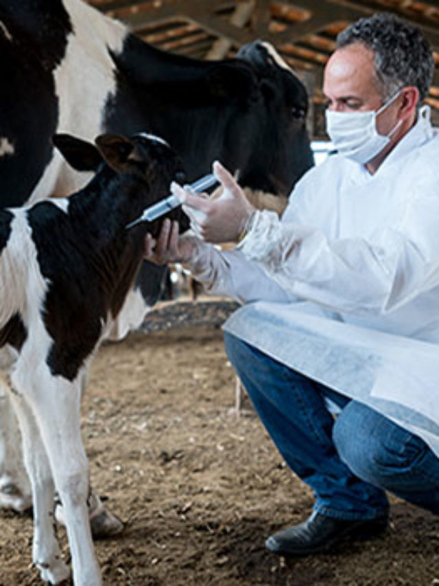 Veterinarian vaccinating a newborn calf